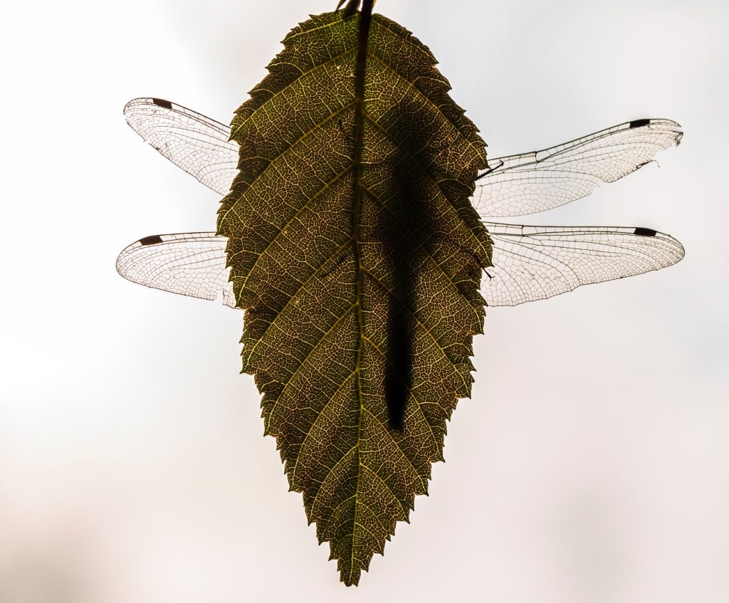 Leucorrhinia_pectoralis