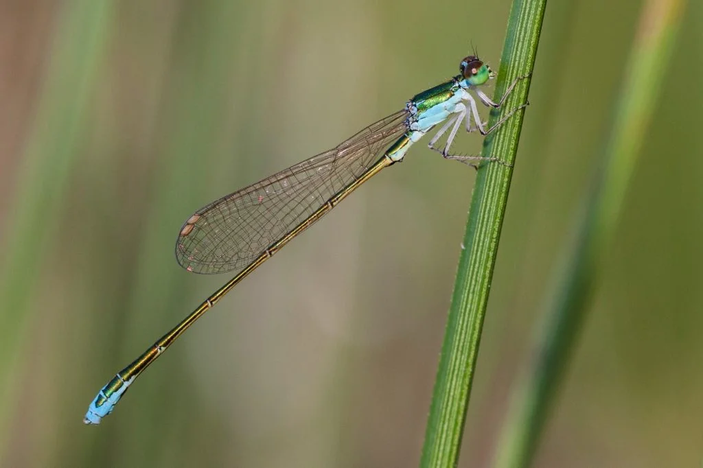 Nehalennia_speciosa