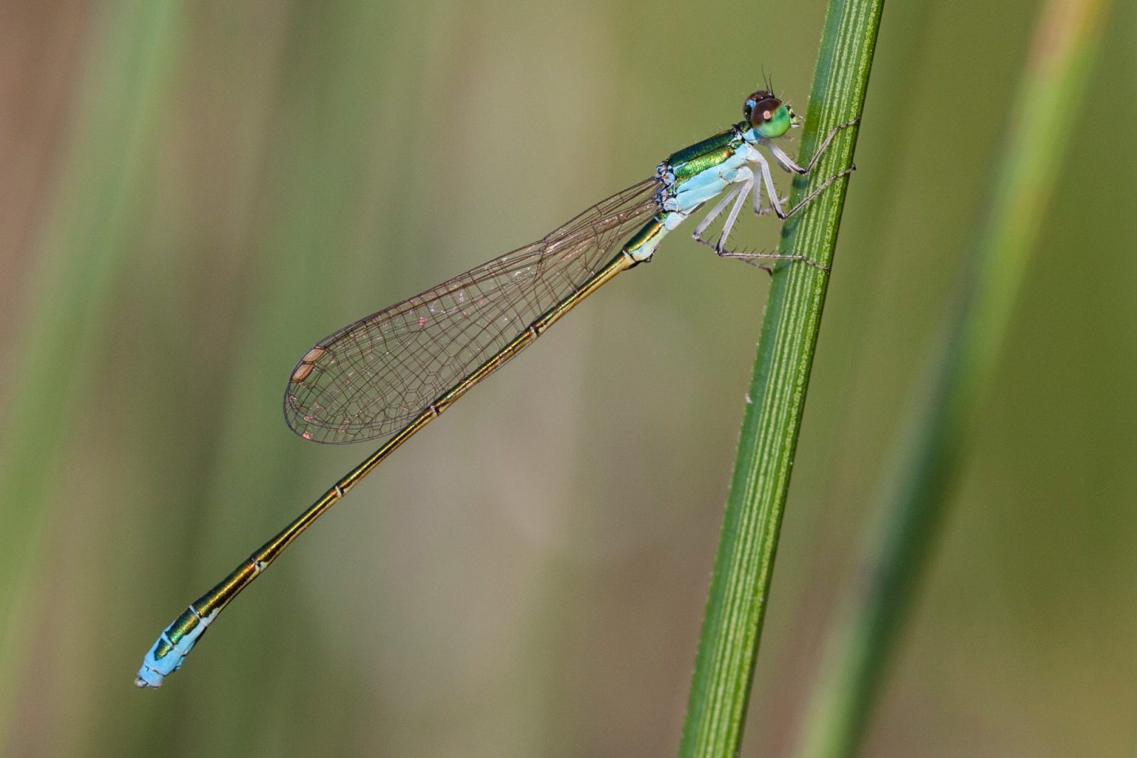 Nehalennia_speciosa