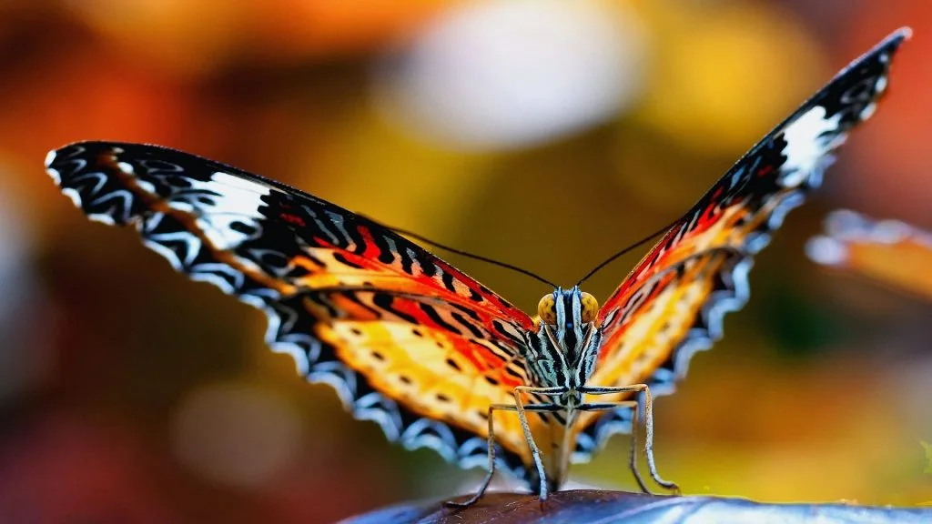 motyl