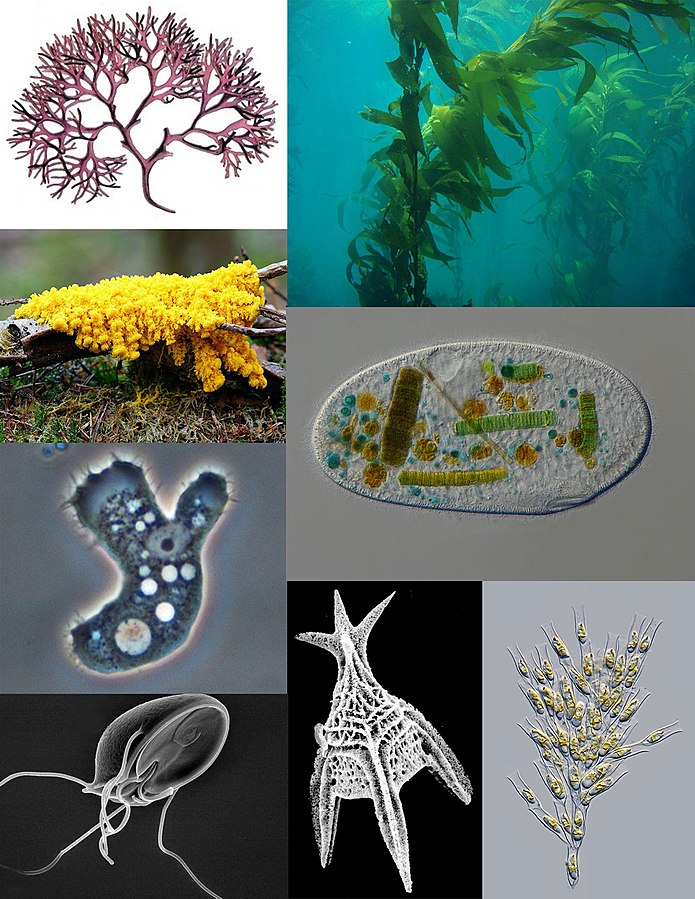 Protista